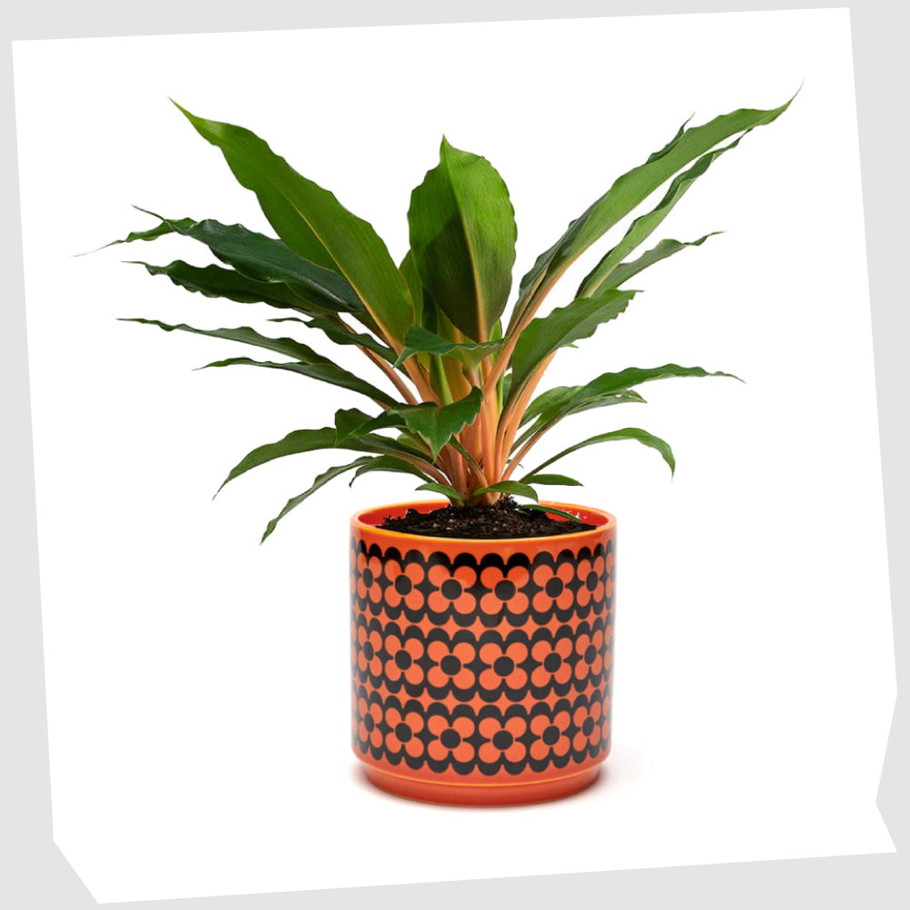 hornsea pottery plant pot Magpie X Hornsea Repeat Flower Planter- Medium