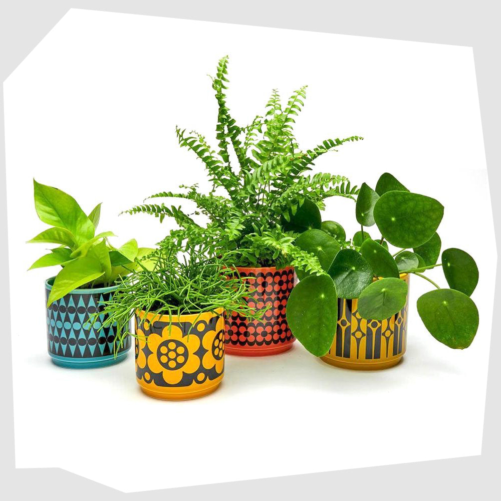 full-collection-of-magpie-x-hornsea-planters