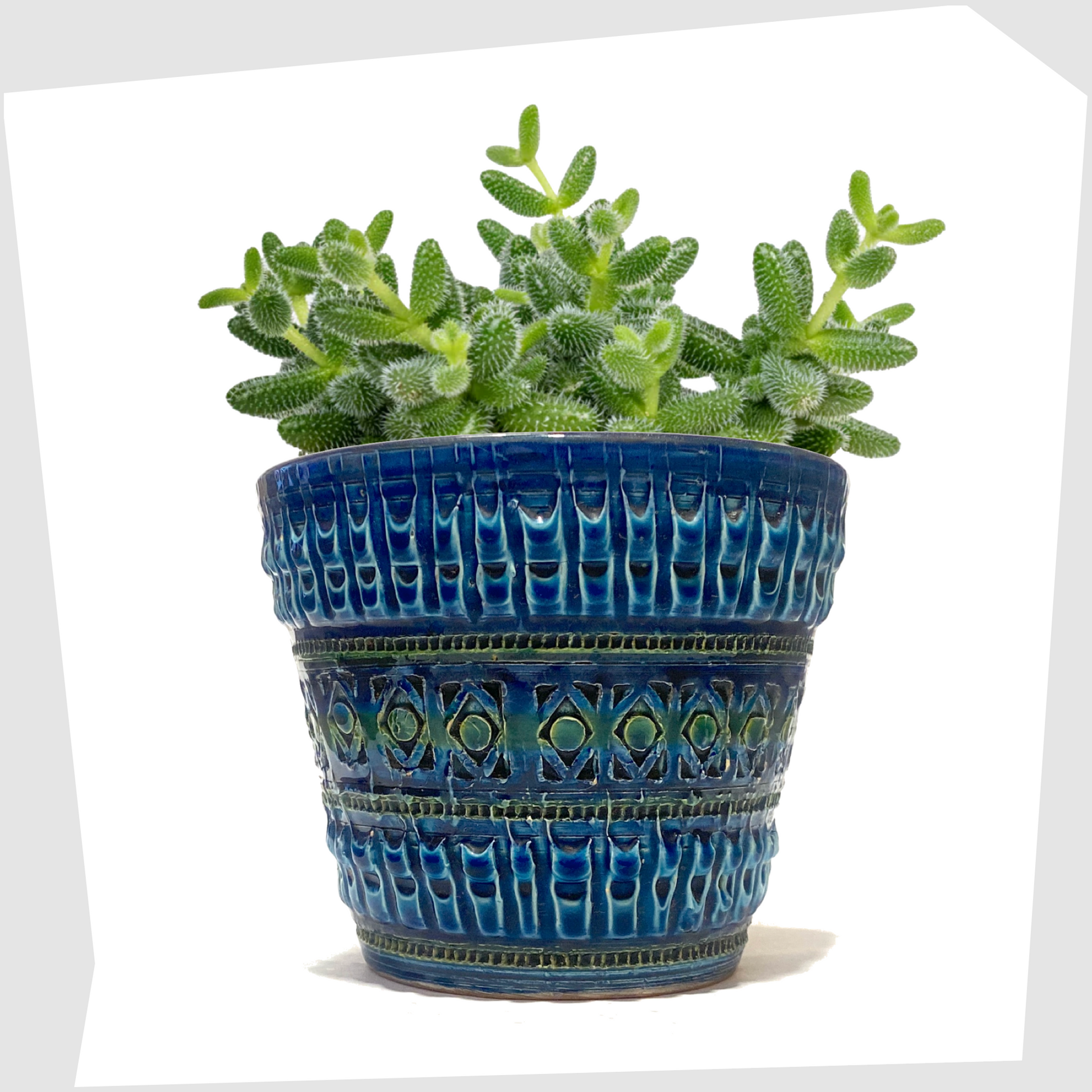 Italian Pottery Planter in a rich Rimini Blue-inspired glaze with textured impressed patterns with a green succulent plant inside, shown on a white background