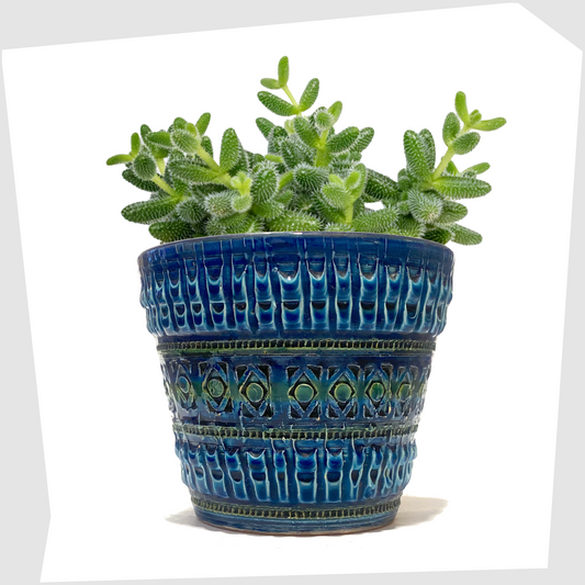 Italian Pottery Planter in a rich Rimini Blue-inspired glaze with textured impressed patterns with a green succulent plant inside, shown on a white background