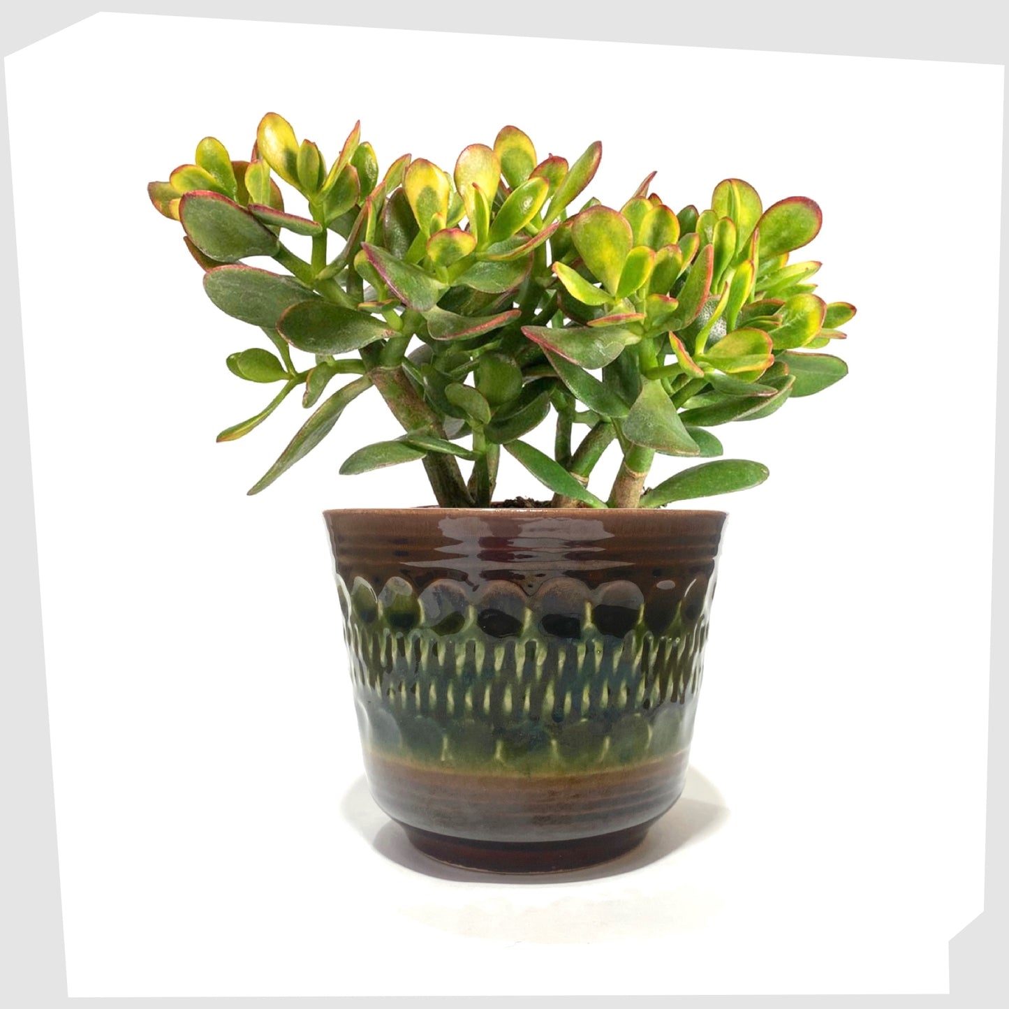 west german bay keramik 44-12 planter featuring a textured chestnut brown base with green central band, shown with a jade succulent
