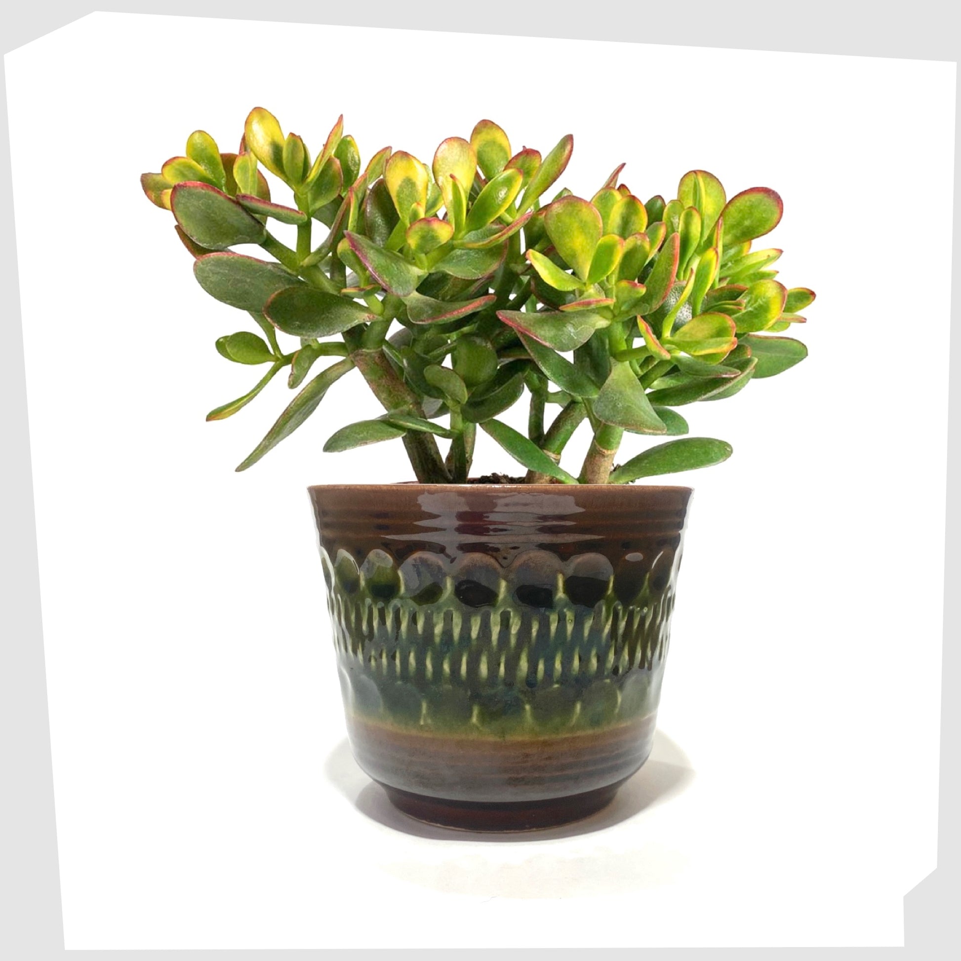 west german bay keramik 44-12 planter featuring a textured chestnut brown base with green central band, shown with a jade succulent