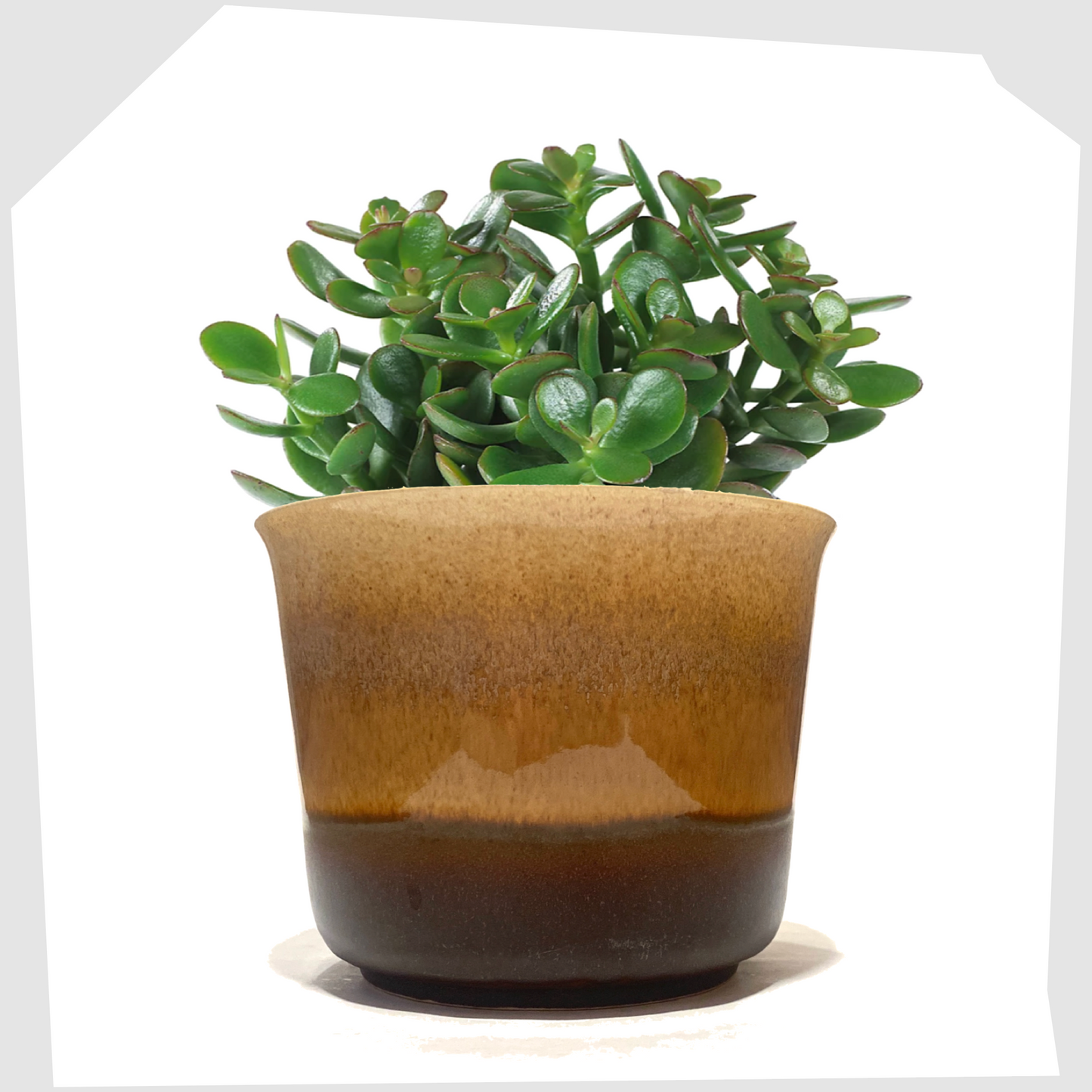 West German Pottery Bay Keramik 653-14 Planter in amber and brown glaze with a green succulent inside, shown on a white background