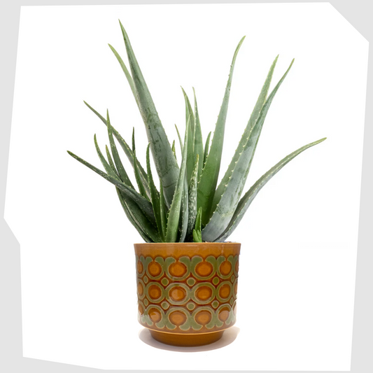 vintage hornsea pottery bronte planter shown with a aloe vera plant