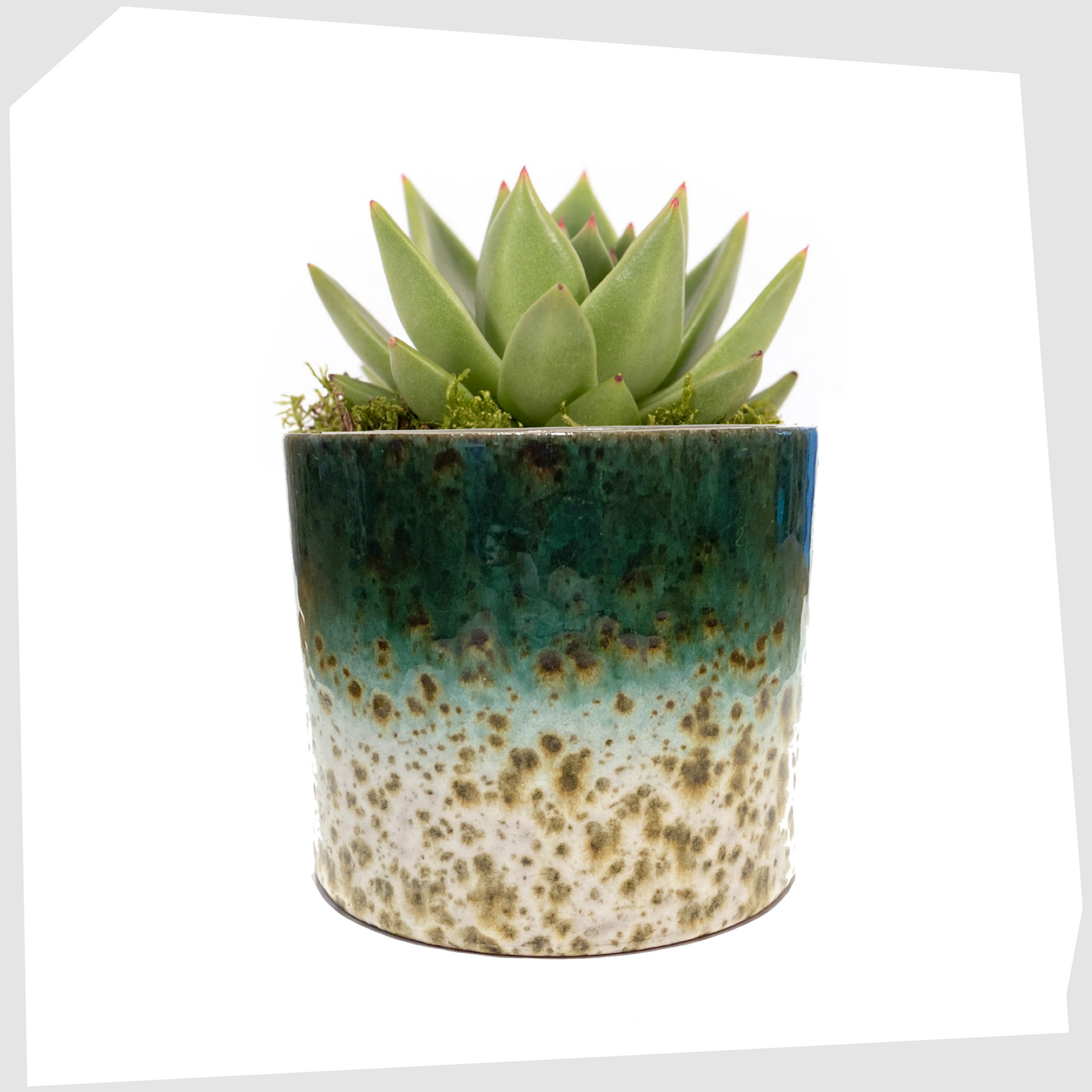 Marei Keramik Planter in green and white speckled glaze, shown with a succulent inside