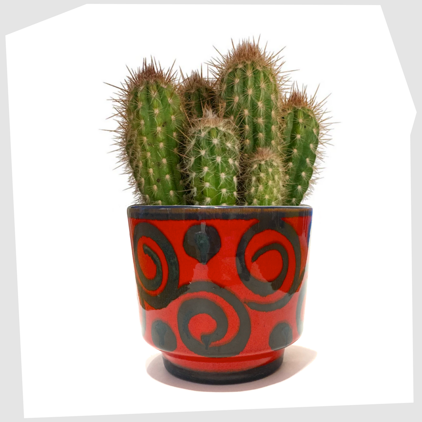 cactus plant in a west german pottery planter made by marei keramik, in a vivid red glaze with black swirling lines