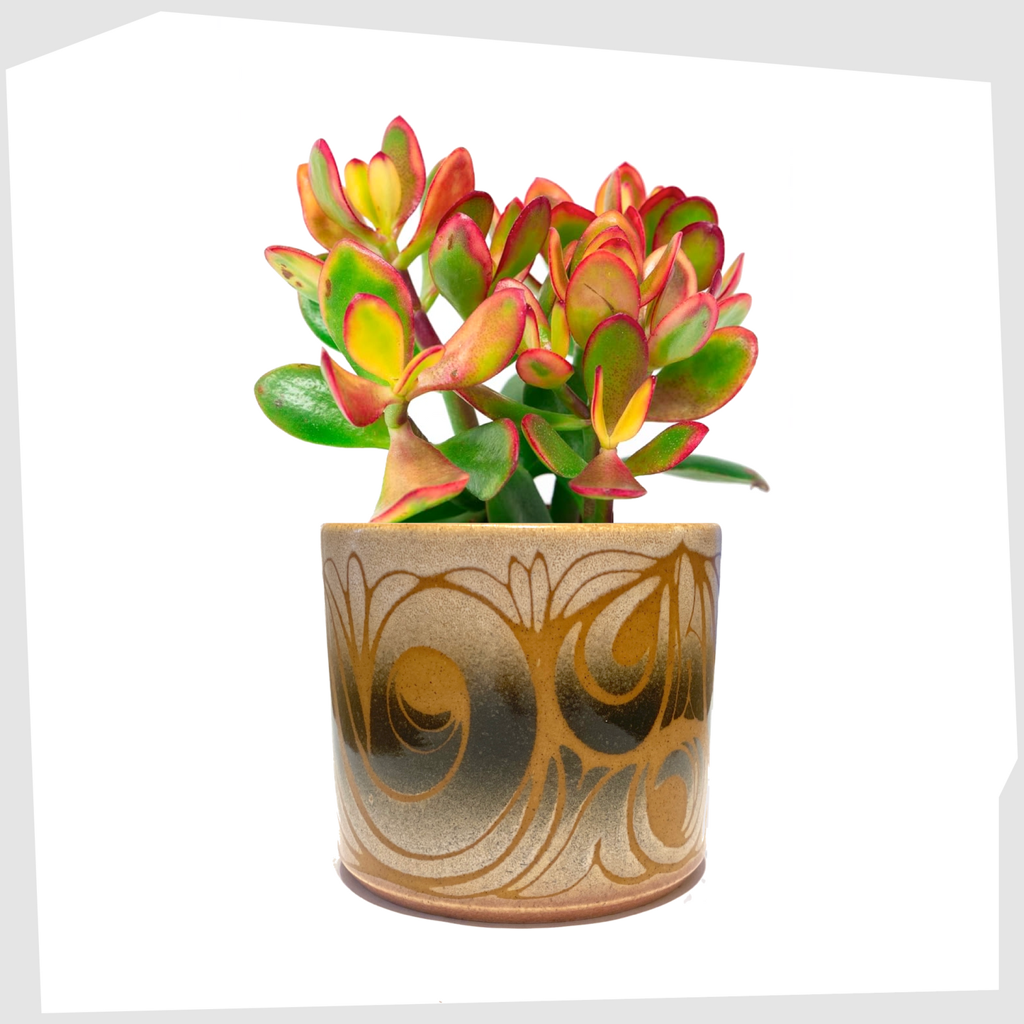 poole pottery aegean planter, shape 497, cylindrical ceramic plant pot glazed in swirling orange lines on grey and white glaze, shown with a jade plant