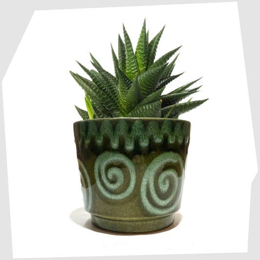 Scheurich Keramik 806-12 Planter in green swirled glaze with an aloe vera planted inside, shown on a white background