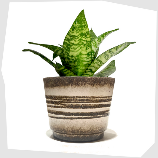 scheurich keramik 806-14 planter in a monochrome glaze with swirling bands of fat lava, shown with a houseplant inside