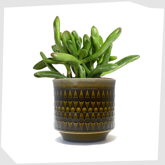 vintage hornsea pottery plant pot in dark green with black backgammon print