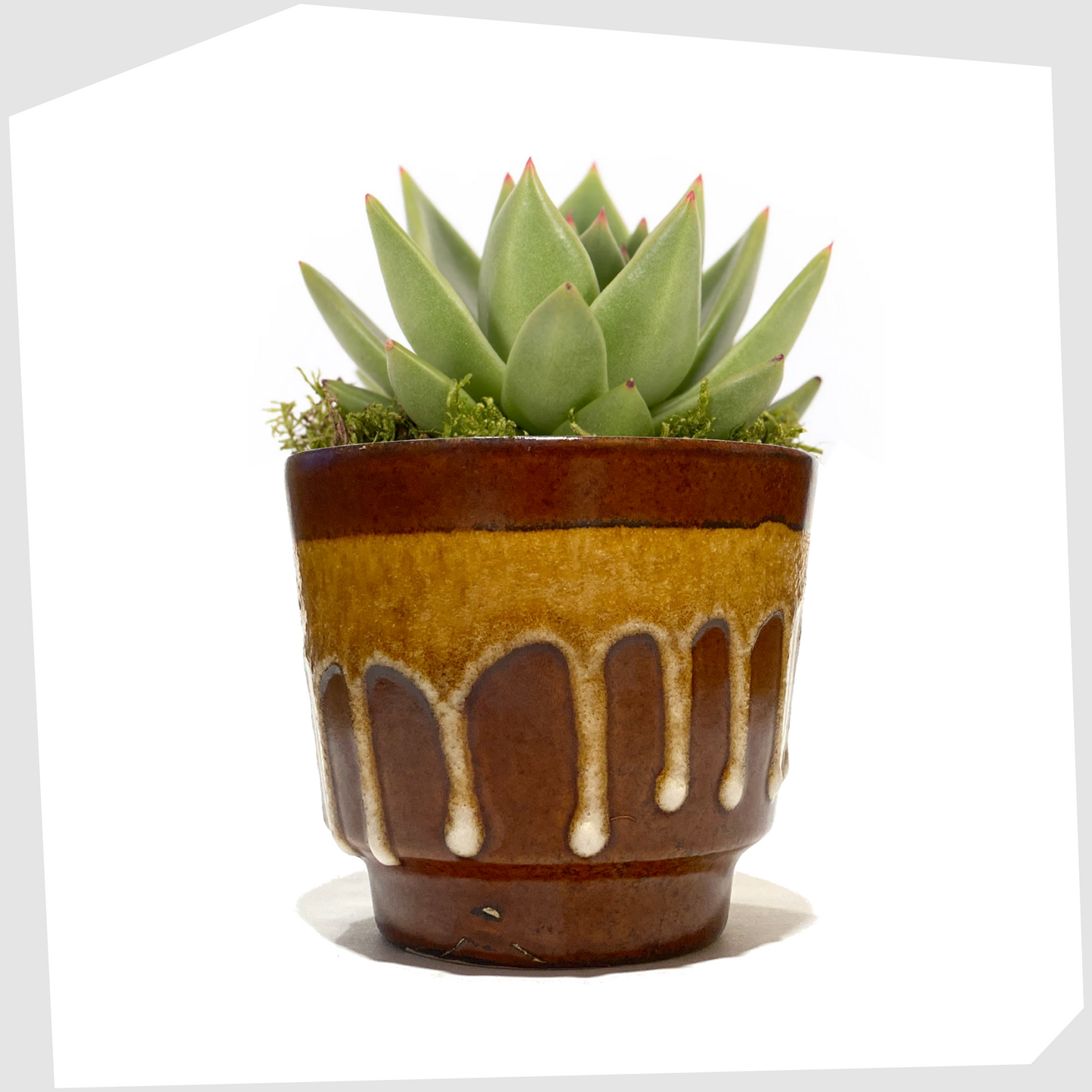 West German Pottery Planter by Fohr Keramik in a chestnut and amber drip glaze, shown with a succulent