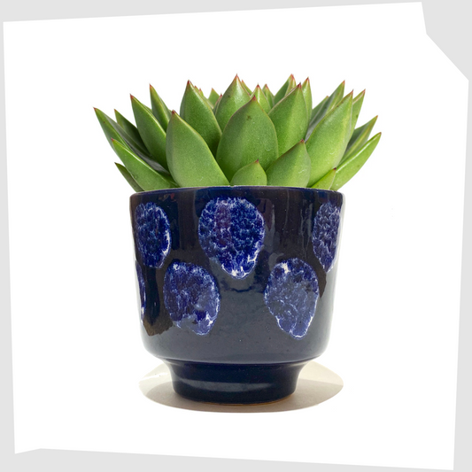 vintage navy blue planter with white drip glaze spots, shown with a green succulent plant inside